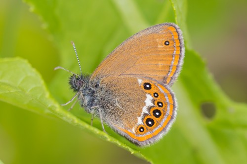 Coenonympha hero.jpg