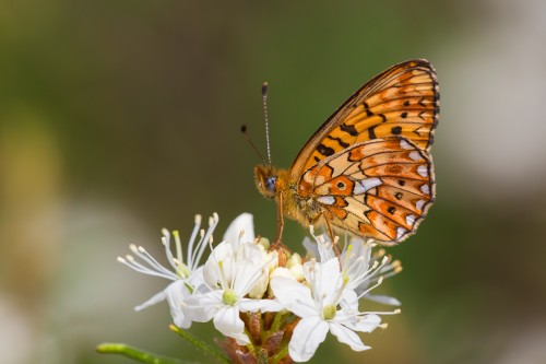 Boloria euphrosyne.jpg