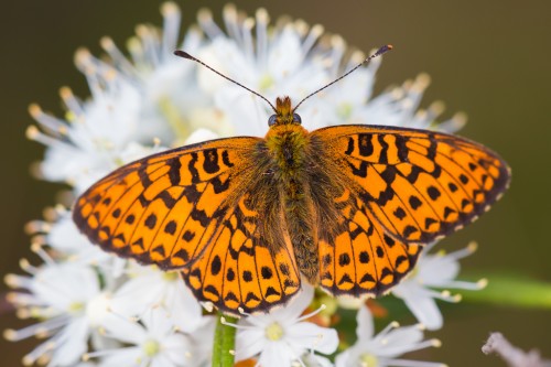 Boloria euphrosyne2.jpg