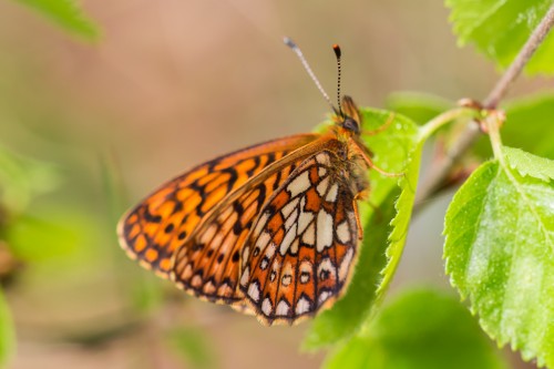 Boloria eunomia.jpg