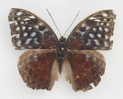 Bebearia arcadius 65 mm.jpg