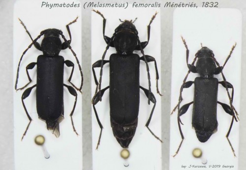 Phymatodes femoralis.jpg