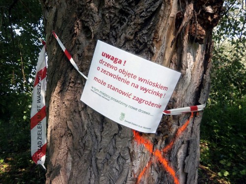 Rhamnusium - zapowiedź losu jednego z licznych drzew od wielu lat zasiedlonych przez ten gatunek, W-wa Powązki