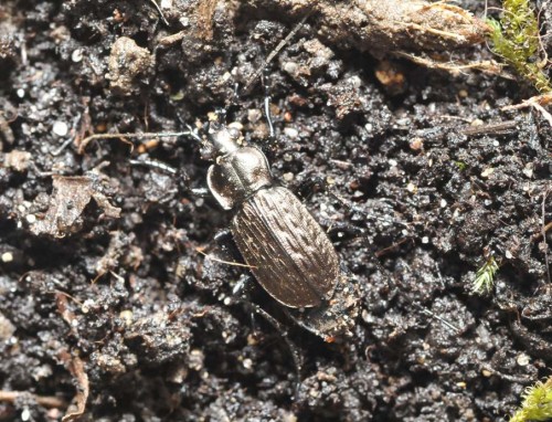 Carabus sp mała fotka 1.jpg