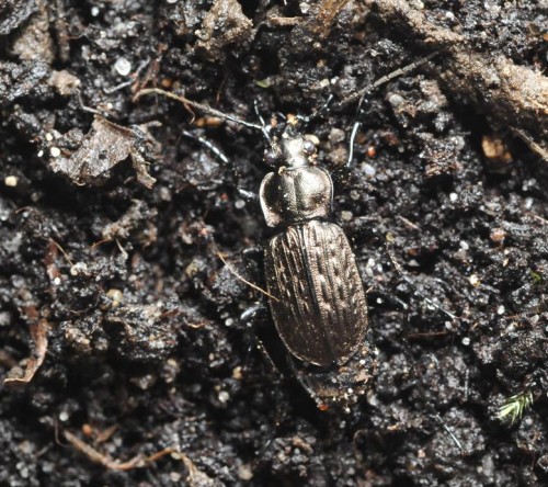 Carabus sp małafotka 3.JPG