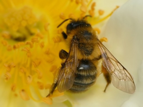 36) Andrena nigroaenea?<br />24.05.2019