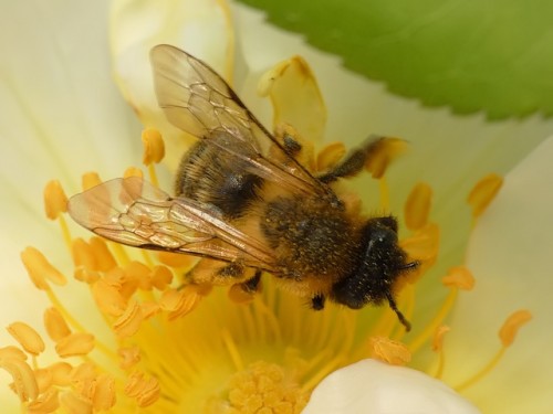 36) Andrena nigroaenea?<br />24.05.2019