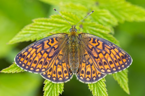 Boloria eunomia.jpg