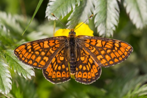 Euphydryas aurinia.jpg