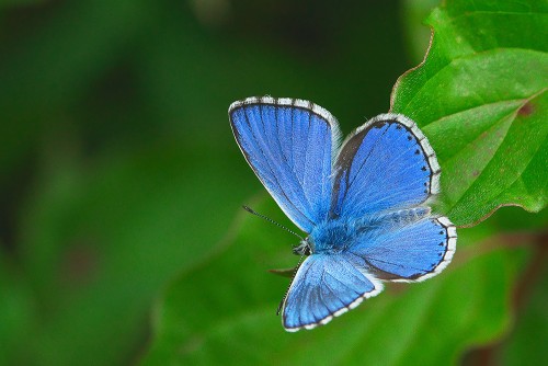 Lysandra bellargus