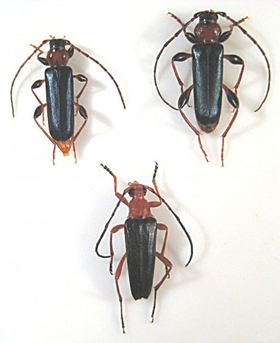 Phymatodes testaceus i Pedostrangalia revestita.jpg