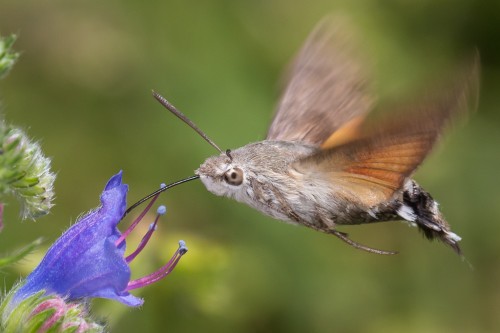 Macroglossum stellatarum.jpg