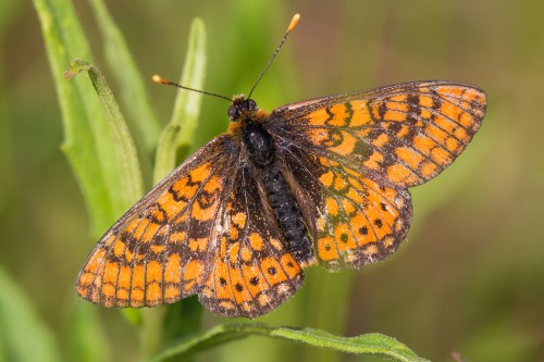 Euphydryas aurinia.jpg