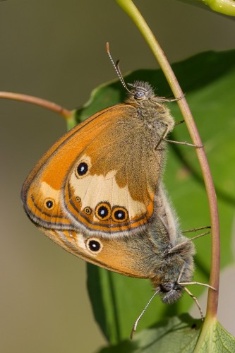 Coenonympha arcania.jpg