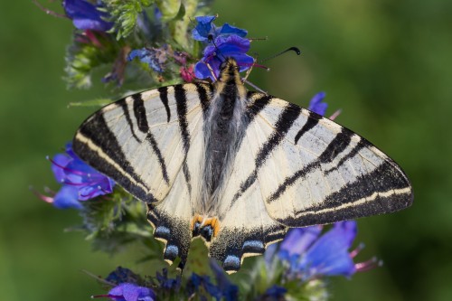 Iphiclides podalirius.jpg