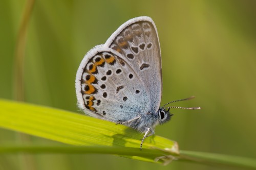 Plebejus argus.jpg