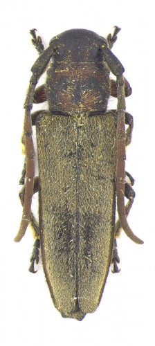 Phytoecia (Musaria) faldermanni Faldermann, 1837 (2).jpg