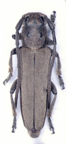 Phytoecia (Musaria) faldermanni Faldermann, 1837.JPG