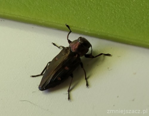 20190612Chrysobothrisaffinis.jpg