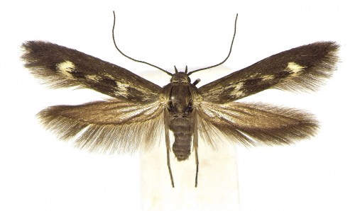 S. limbella.JPG