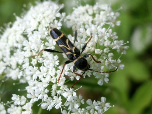 Puszcza Białowieska, 12 VI 2019, leg., det. A. Woźniak