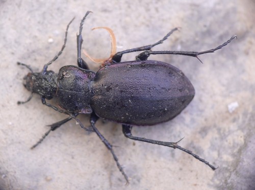 Prawie jak obsoletus ;),martwy nemoralis nad Kacwińskim Potokiem.JPG