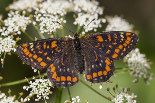 Euphydryas maturna.jpg