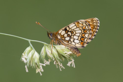 Melitaea sp.jpg