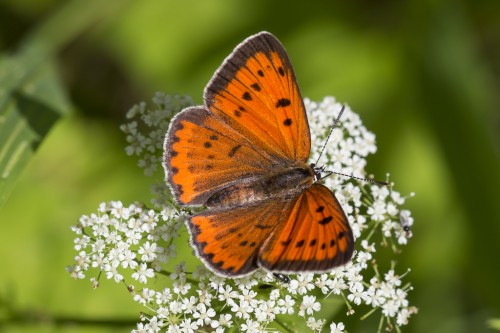 Lycaena dispar.jpg