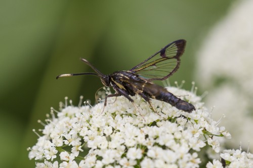 Synanthedon spheciformis.jpg