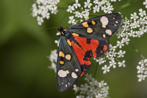 Callimorpha dominula.jpg