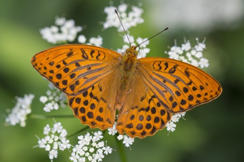 Argynnis paphia.jpg