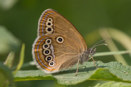 Coenonympha oedippus 2.jpg