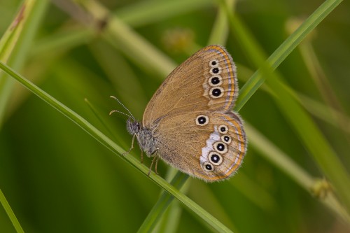 Coenonympha oedippus.jpg