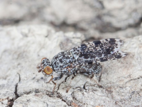 Callopistromyia annulipes (4)mały.jpg