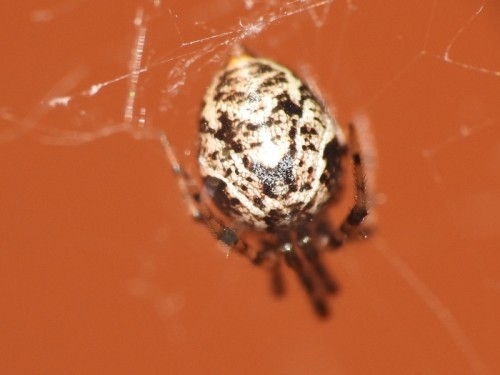 5) Parasteatoda sp.<br />20.06.2019