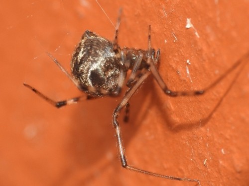 6) Parasteatoda sp.<br />20.06.2019