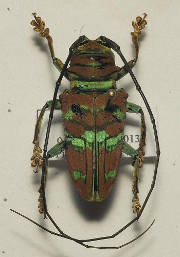 Sternotomis pulchra 25 mm.jpg