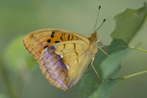 Argynnis laodice.jpg