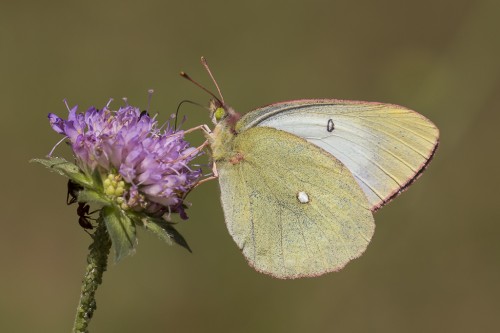 Colias palaeno.jpg