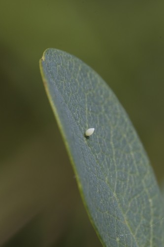 Colias palaeno 2.jpg