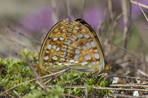 Argynnis adippe.jpg