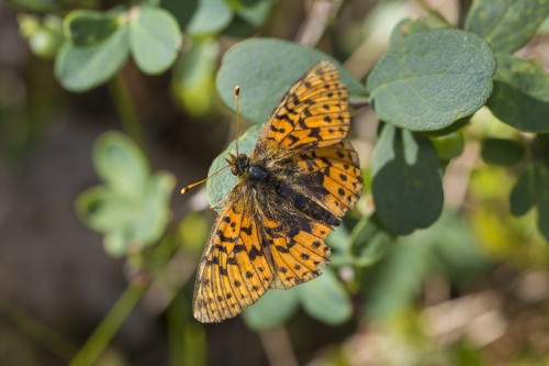 Boloria aquilonaris.jpg