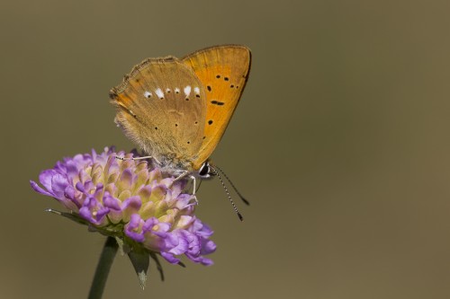 Lycaena virgaureae.jpg