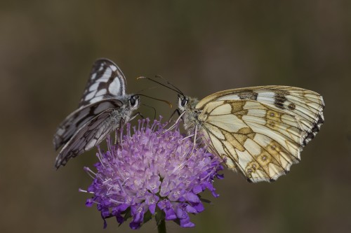 Melanargia galathea.jpg