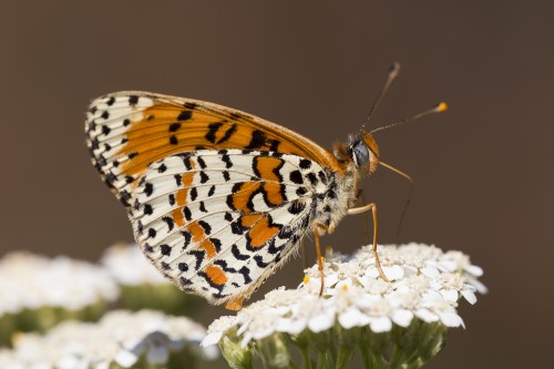 Melitaea didyma.jpg