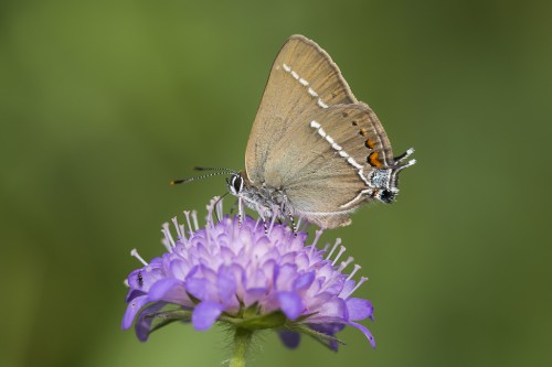 Satyrium spini.jpg