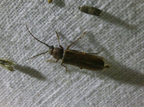 Arhopalus rusticus