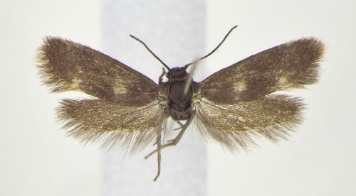 A. torquatella