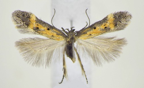 A. nigricostella